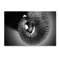 Trademark Fine Art 'Trunk' Canvas Art by Antje Wenner Braun