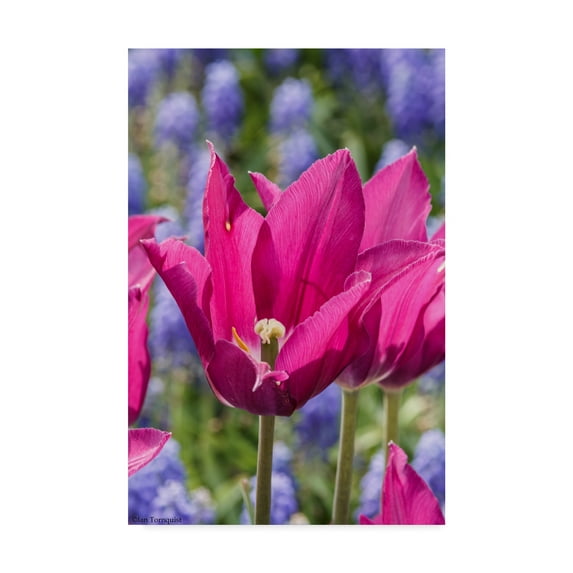 Trademark Fine Art 'Tulip Fest' Canvas Art by Ian Tornquist