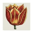 thumbnail image 1 of Trademark Fine Art 'Tulip Garden IV' Canvas Art by Vision Studio, 1 of 4