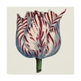 thumbnail image 1 of Trademark Fine Art 'Tulip Garden VI' Canvas Art by Vision Studio, 1 of 4