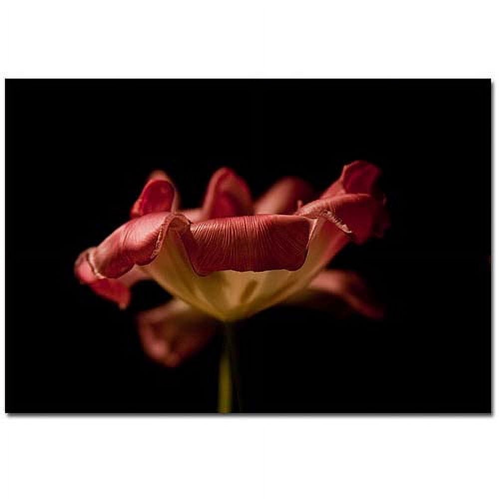Trademark Fine Art "Tulip I" Canvas Art by Martha Guerra