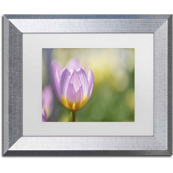 Trademark Fine Art 'Tulip ?Lilac Wonder'' Canvas Art by Cora Niele, White Matte, Silver Frame