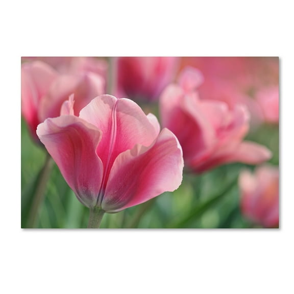 Trademark Fine Art 'Tulip Mirella Pink' Canvas Art by Cora Niele