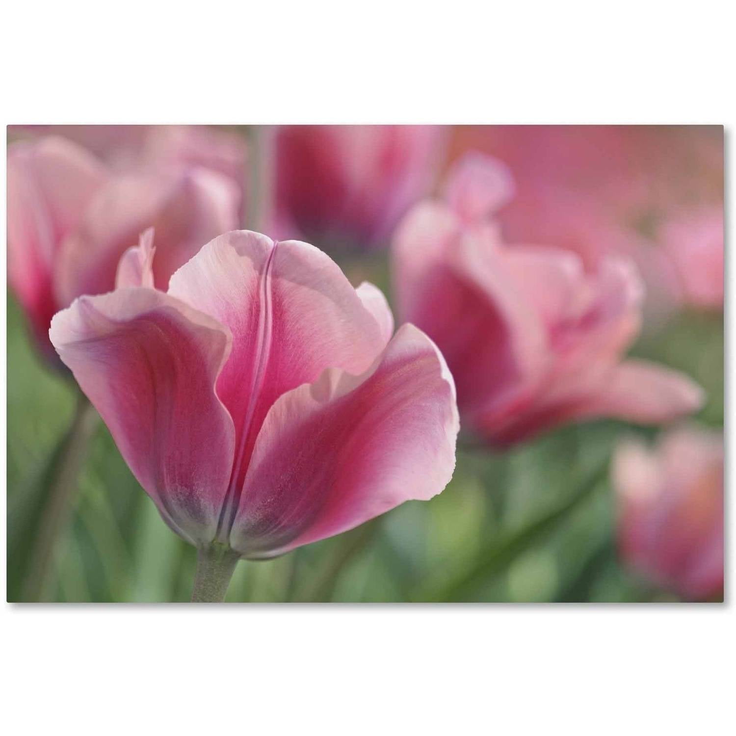 Trademark Fine Art 'Tulip Mirella Pink' Canvas Art by Cora Niele