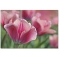 thumbnail image 1 of Trademark Fine Art 'Tulip Mirella Pink' Canvas Art by Cora Niele, 1 of 3
