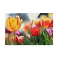 thumbnail image 1 of Trademark Fine Art 'Tulip Sonata' Canvas Art by Beata Czyzowska Young, 1 of 3
