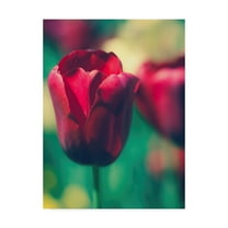 Trademark Fine Art 'Tulip Sway I' Canvas Art by Sonja Quintero