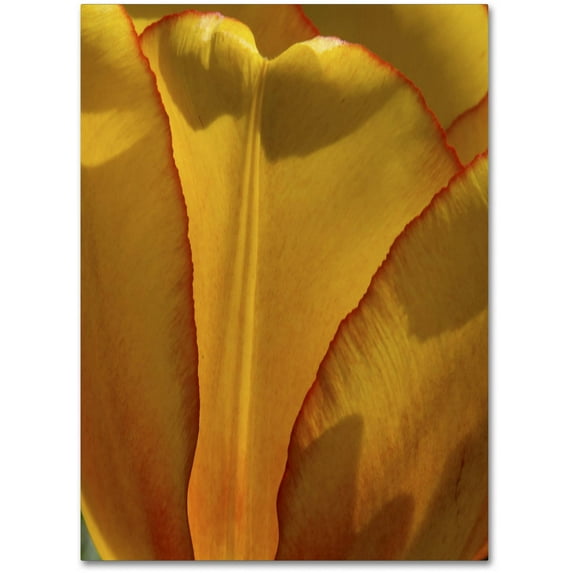 Trademark Fine Art "Tulip in the Light" Canvas Art by Kurt Shaffer