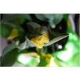 thumbnail image 1 of Trademark Fine Art "Tulips II" Canvas Art by Martha Guerra, 16x24, 1 of 1