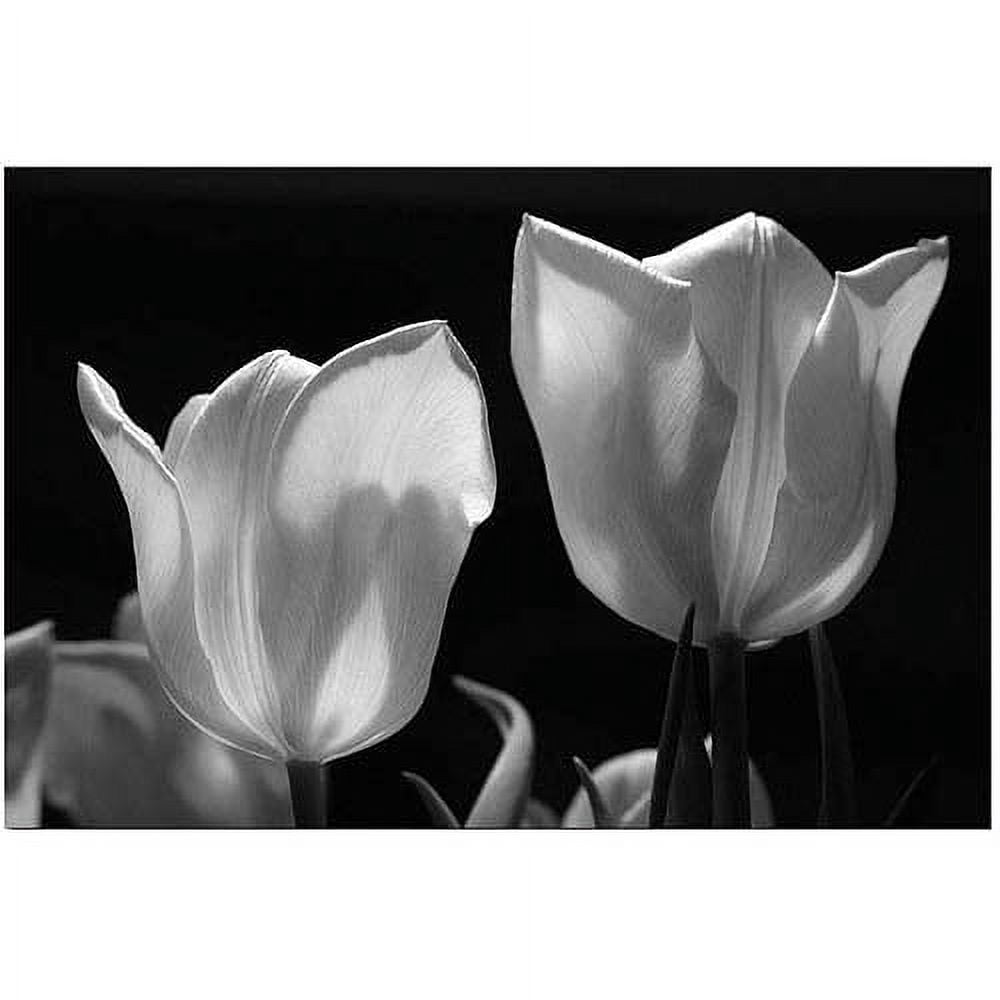 Trademark Fine Art "Tulips IX" Canvas Art by Martha Guerra, 16x24