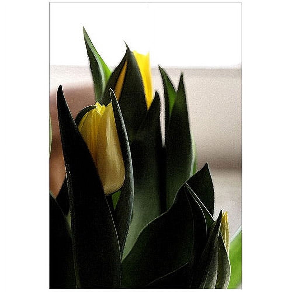 Trademark Fine Art "Tulips V" Canvas Art by Martha Guerra, 16x24