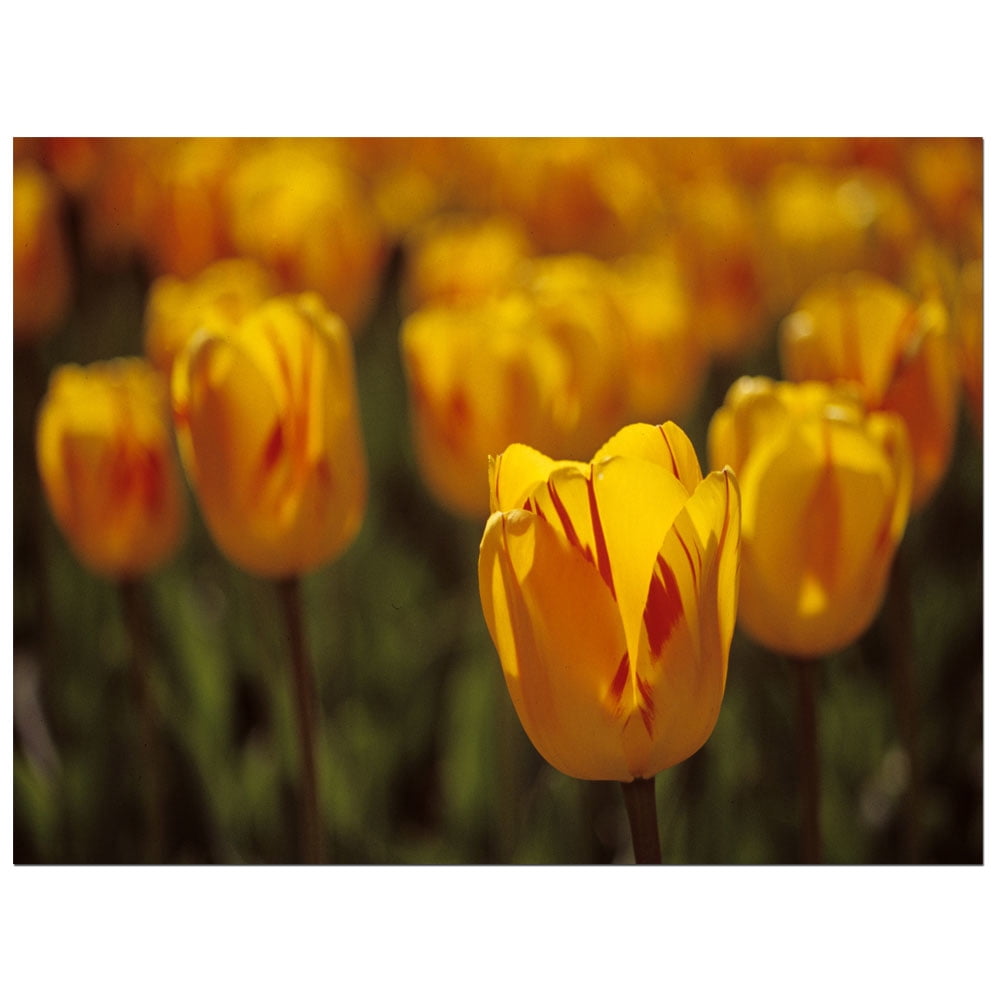 Trademark Fine Art "Tulips on Fire" Canvas Art by Kurt Shaffer