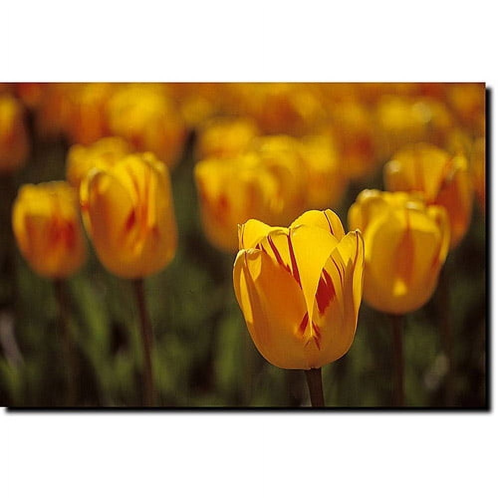 Trademark Fine Art "Tulips on Fire" Canvas Art by Kurt Shaffer