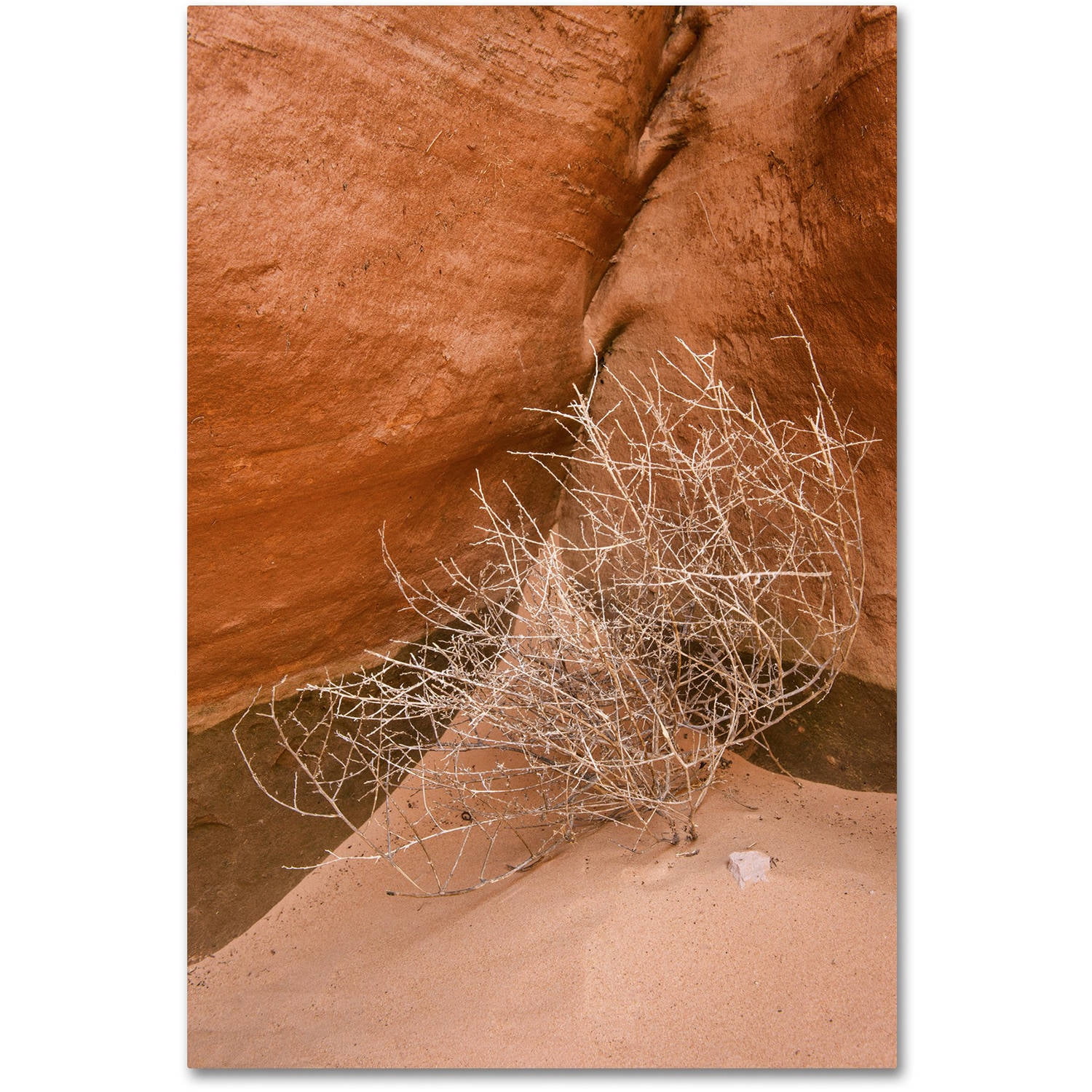 Trademark Fine Art 'Tumbleweed' Canvas Art by Michael Blanchette Photography