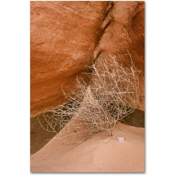 Trademark Fine Art 'Tumbleweed' Canvas Art by Michael Blanchette Photography