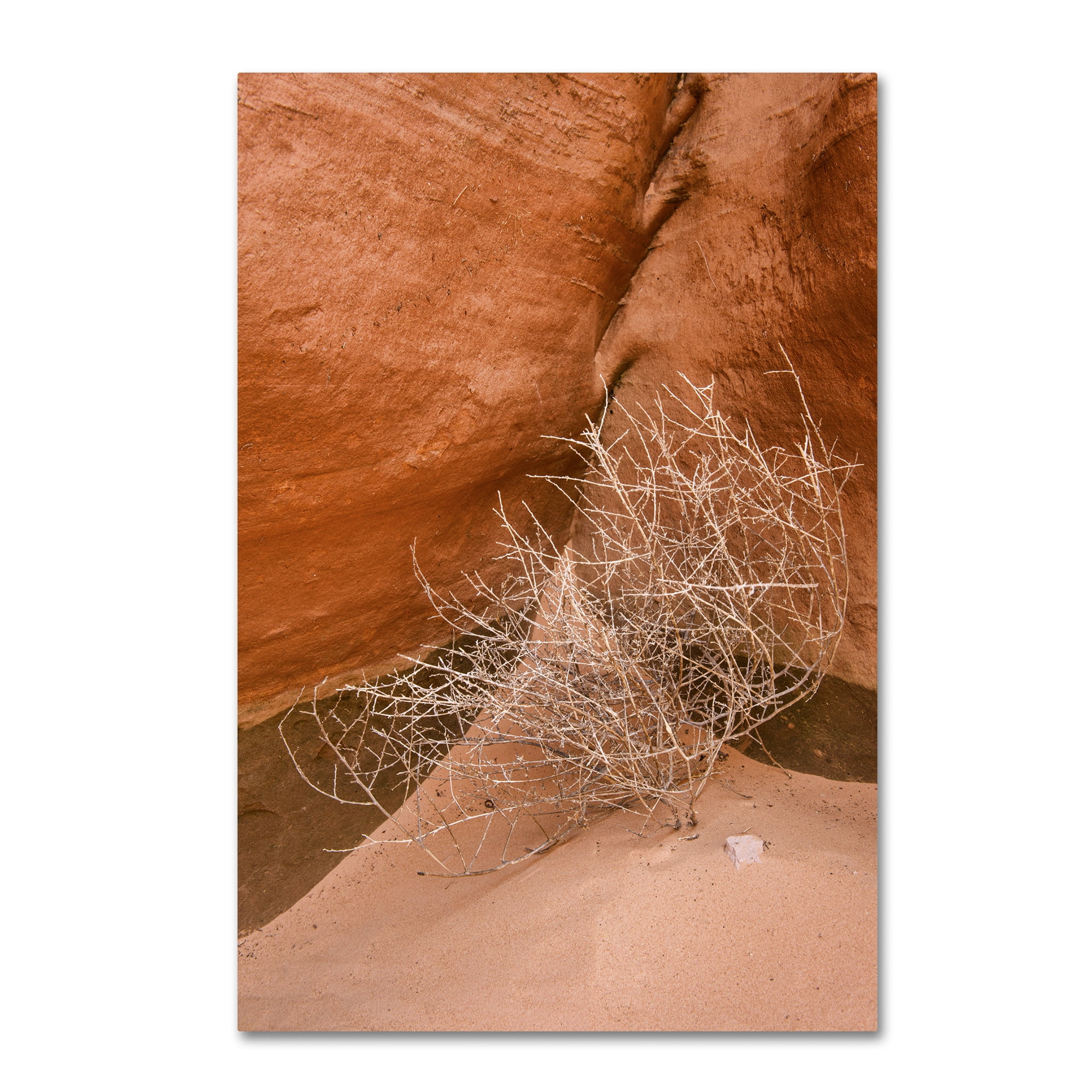 Trademark Fine Art 'Tumbleweed' Canvas Art by Michael Blanchette Photography