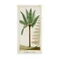 thumbnail image 1 of Trademark Fine Art 'Turpin Exotic Palms III' Canvas Art by Turpin, 1 of 4