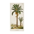 thumbnail image 1 of Trademark Fine Art 'Turpin Exotic Palms IV' Canvas Art by Turpin, 1 of 4