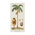 thumbnail image 1 of Trademark Fine Art 'Turpin Exotic Palms V' Canvas Art by Turpin, 1 of 4