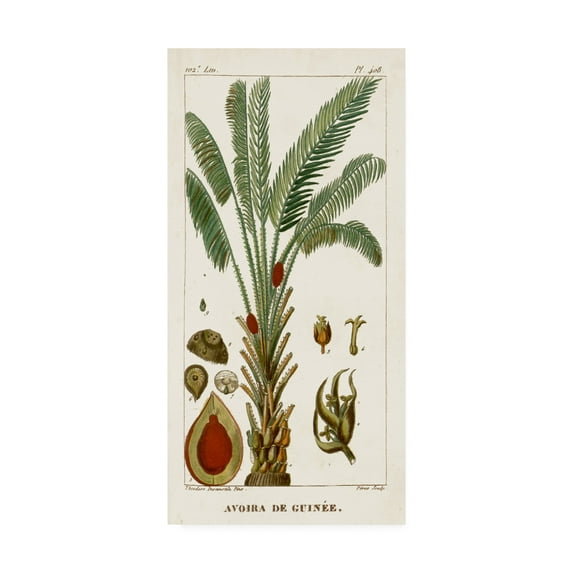 Trademark Fine Art 'Turpin Exotic Palms VI' Canvas Art by Turpin