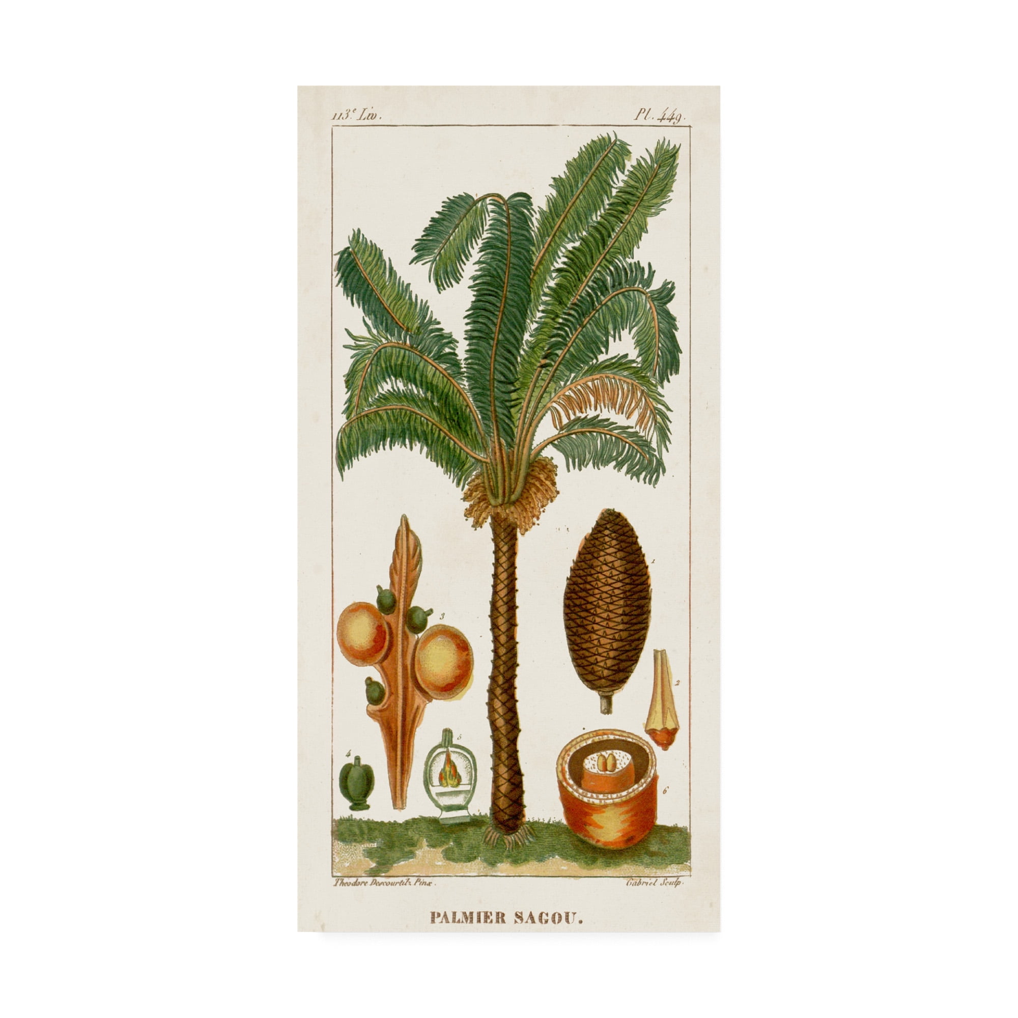 Trademark Fine Art 'Turpin Exotic Palms VII' Canvas Art by Turpin