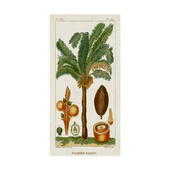 Trademark Fine Art 'Turpin Exotic Palms VII' Canvas Art by Turpin