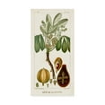 thumbnail image 1 of Trademark Fine Art 'Turpin Exotic Palms VIII' Canvas Art by Turpin, 1 of 4