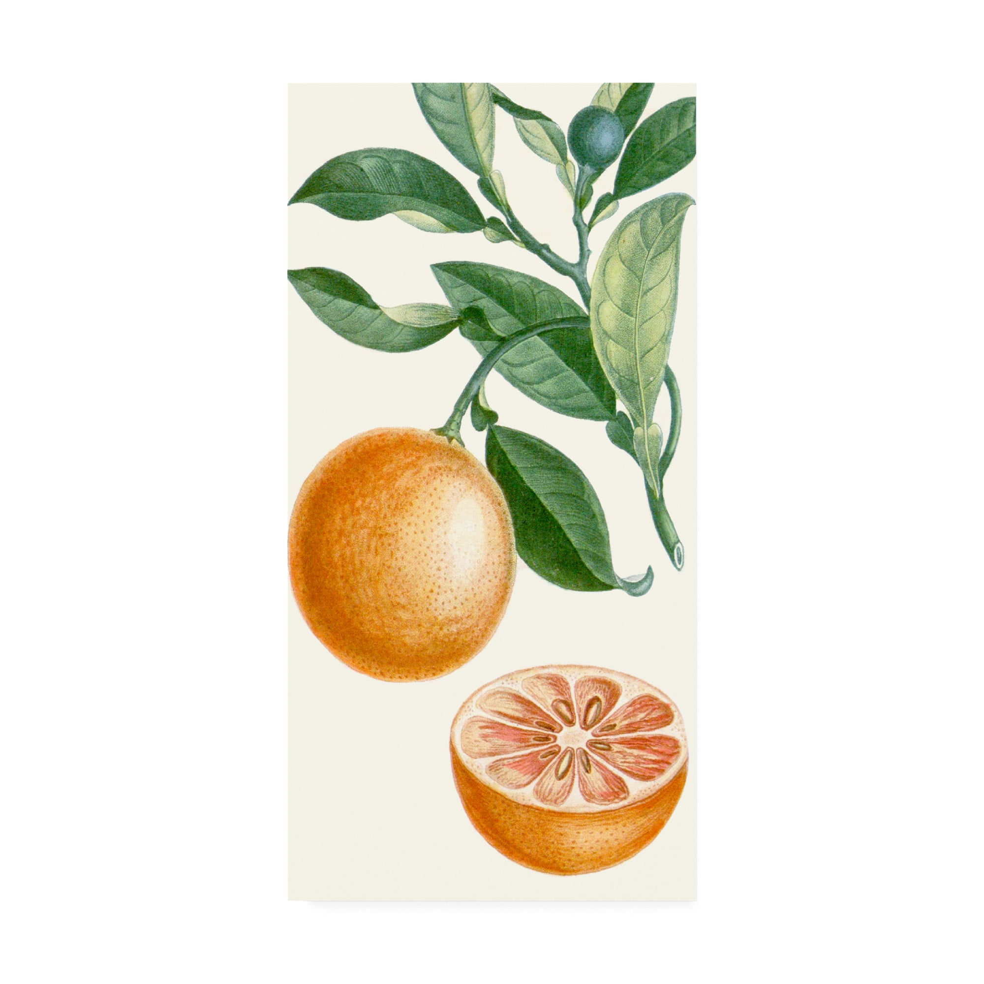 Trademark Fine Art 'Turpin Fruit II' Canvas Art by Turpin