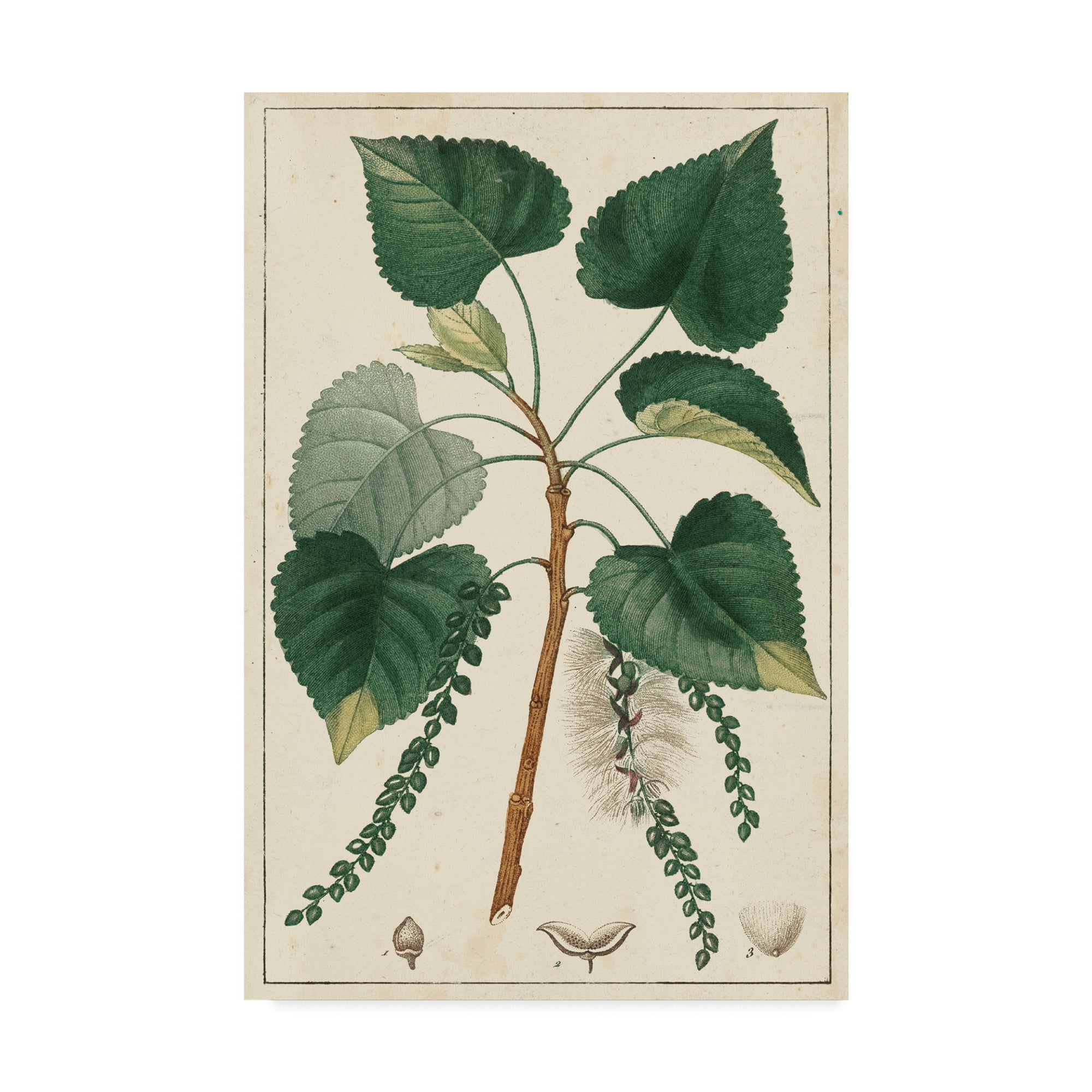 Trademark Fine Art 'Turpin Poplar Tree' Canvas Art by Turpin