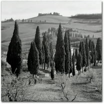 Trademark Fine Art "Tuscany IV" Canvas Art by Alan Blaustein