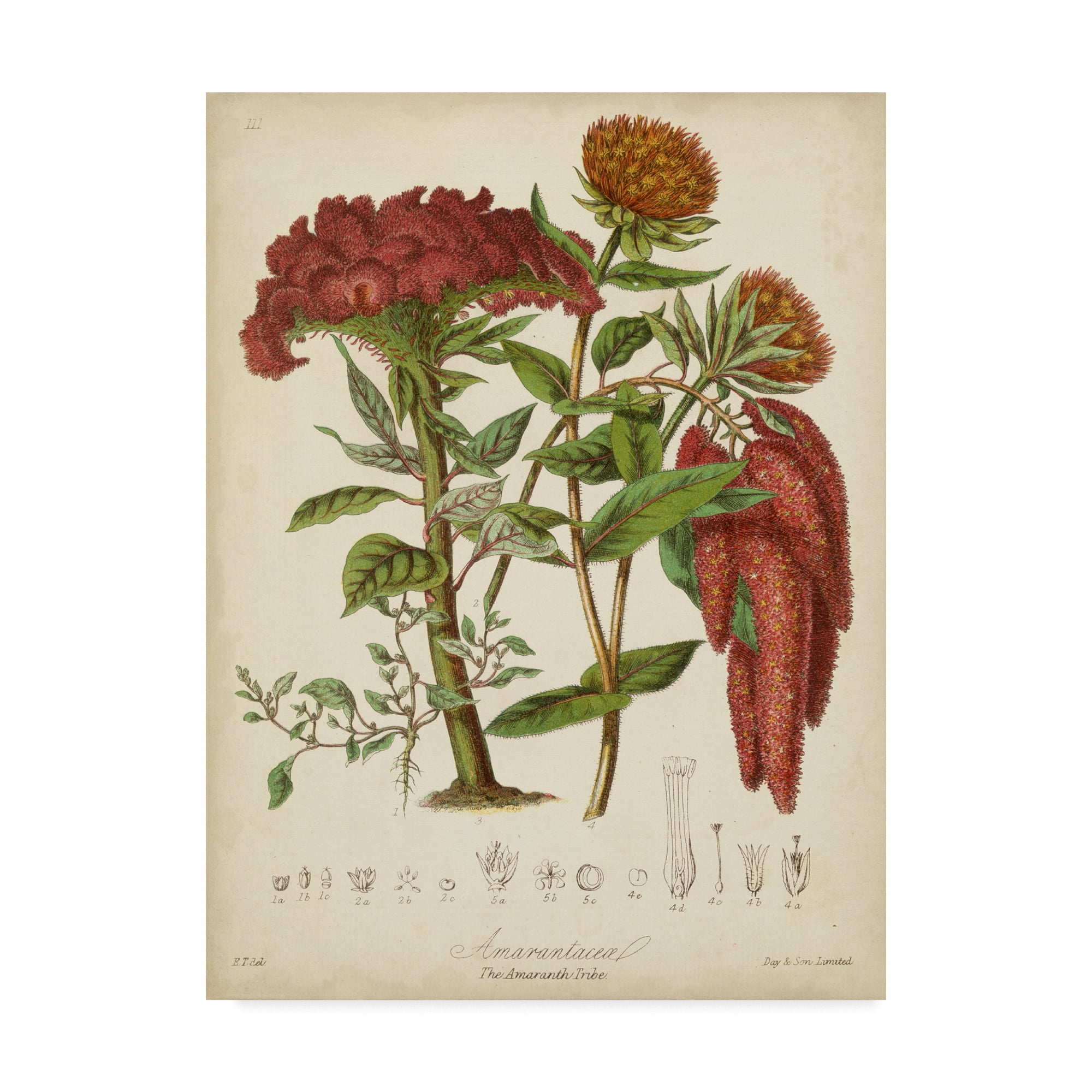 Trademark Fine Art 'Twining Botanicals II' Canvas Art by Elizabeth Twining
