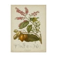 thumbnail image 1 of Trademark Fine Art 'Twining Botanicals IV' Canvas Art by Elizabeth Twining, 1 of 4