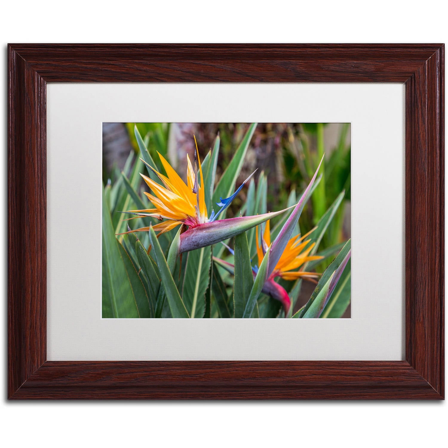 Trademark Fine Art 'Two Birds of Paradise' Canvas Art by Pierre Leclerc, White Matte, Wood Frame
