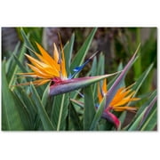 Trademark Fine Art 'Two Birds of Paradise' Canvas Art by Pierre Leclerc