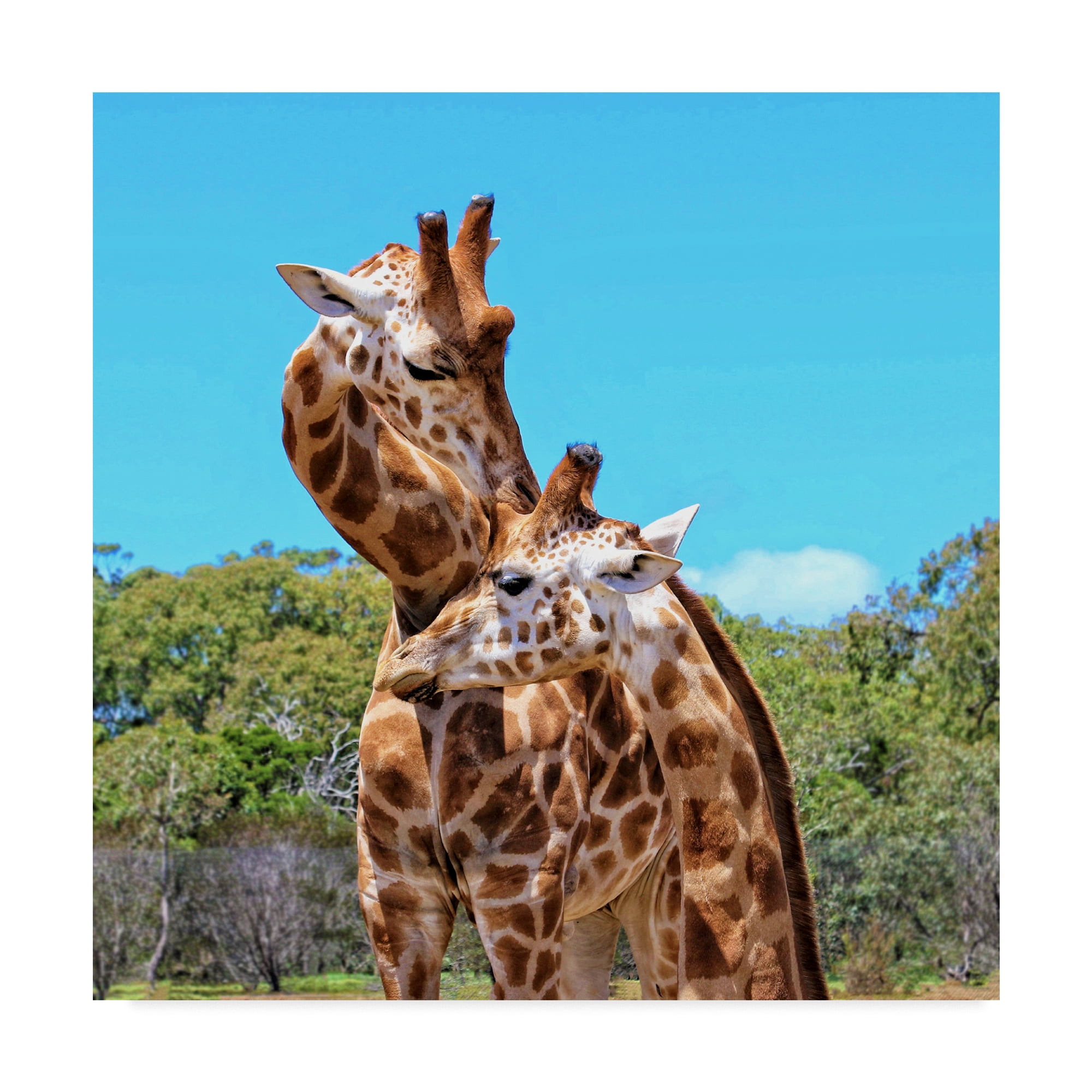 Trademark Fine Art 'Two Giraffes Wildlife' Canvas Art by Incredi