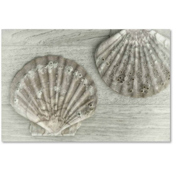 Trademark Fine Art 'Two King Scallop Shells' Canvas Art by Cora Niele