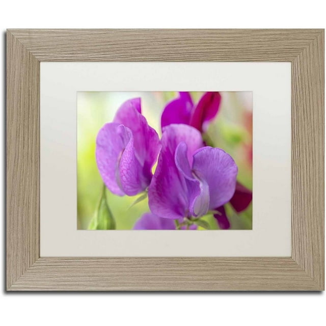 Trademark Fine Art 'Two Sweet Pea Flowers' Canvas Art by Cora Niele, White Matte, Birch Frame