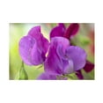 thumbnail image 1 of Trademark Fine Art 'Two Sweet Pea Flowers' Canvas Art by Cora Niele, 1 of 4