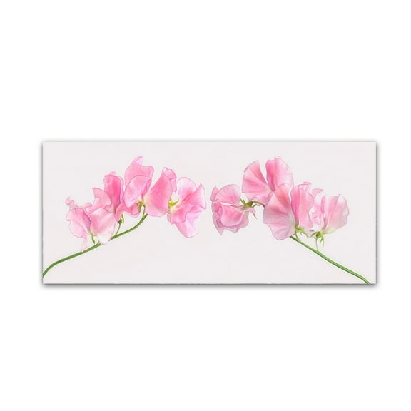 Trademark Fine Art 'Two Sweet Peas' Canvas Art by Cora Niele