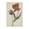 thumbnail image 1 of Trademark Fine Art 'Two Tulips II' Canvas Art by Melissa Wang, 1 of 4