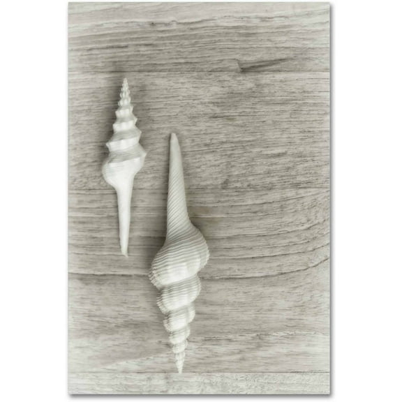 Trademark Fine Art 'Two White Shells' Canvas Art by Cora Niele