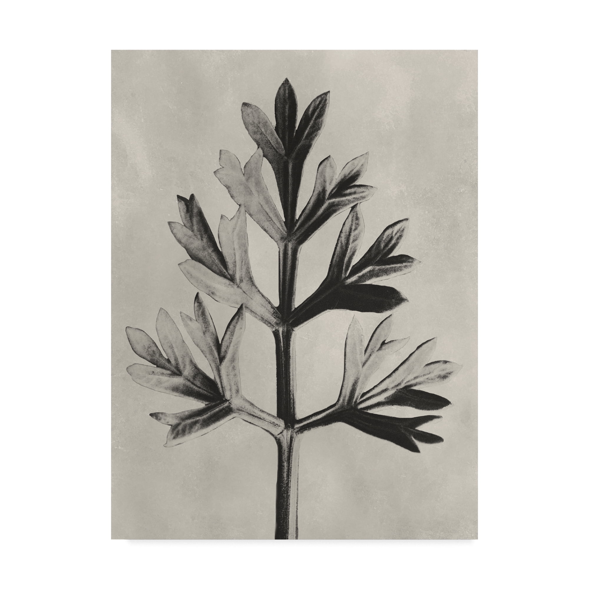 Trademark Fine Art 'UA CH Blossfeldt Botanical I' Canvas Art by Karl Blossfeldt