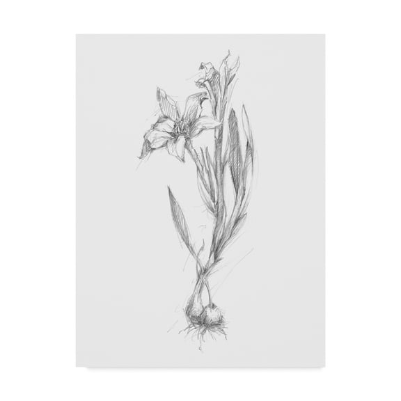 Trademark Fine Art 'UA CH Botanical Sketch I' Canvas Art by Ethan Harper