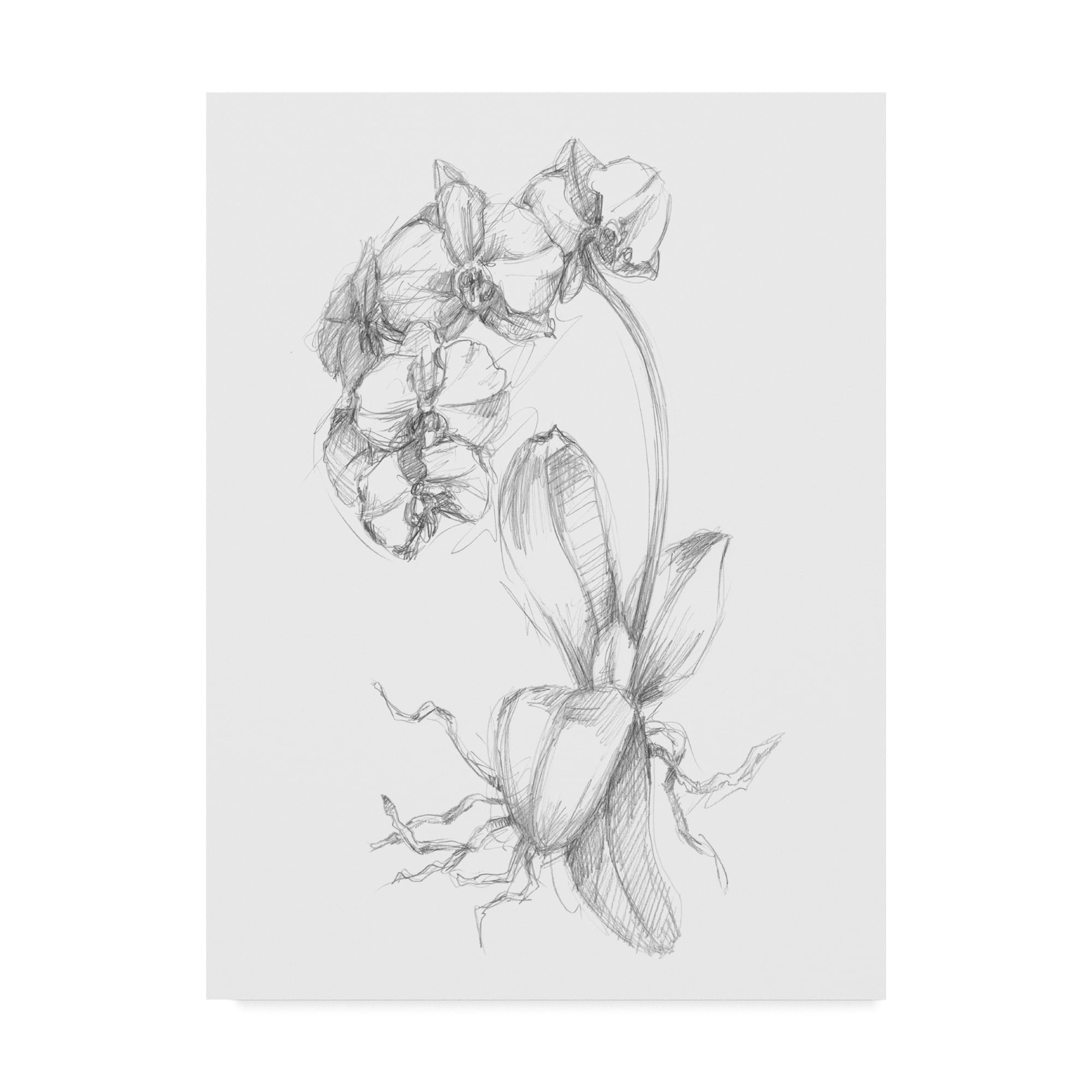 Trademark Fine Art 'UA CH Botanical Sketch V' Canvas Art by Ethan Harper