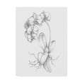 thumbnail image 1 of Trademark Fine Art 'UA CH Botanical Sketch V' Canvas Art by Ethan Harper, 1 of 4