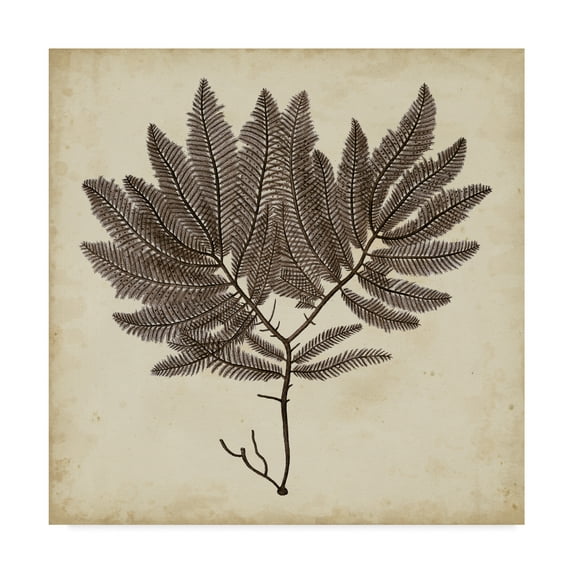 Trademark Fine Art 'UA CH Vintage Seaweed II' Canvas Art by Georg C. Oeder