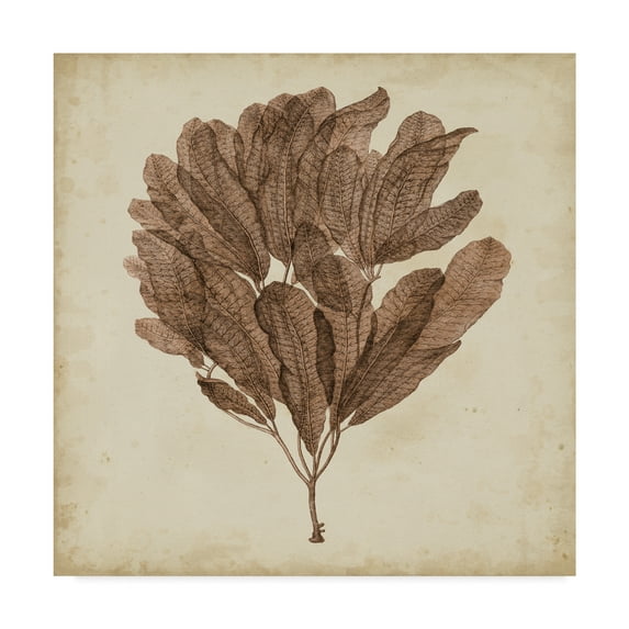 Trademark Fine Art 'UA CH Vintage Seaweed III' Canvas Art by Georg C. Oeder