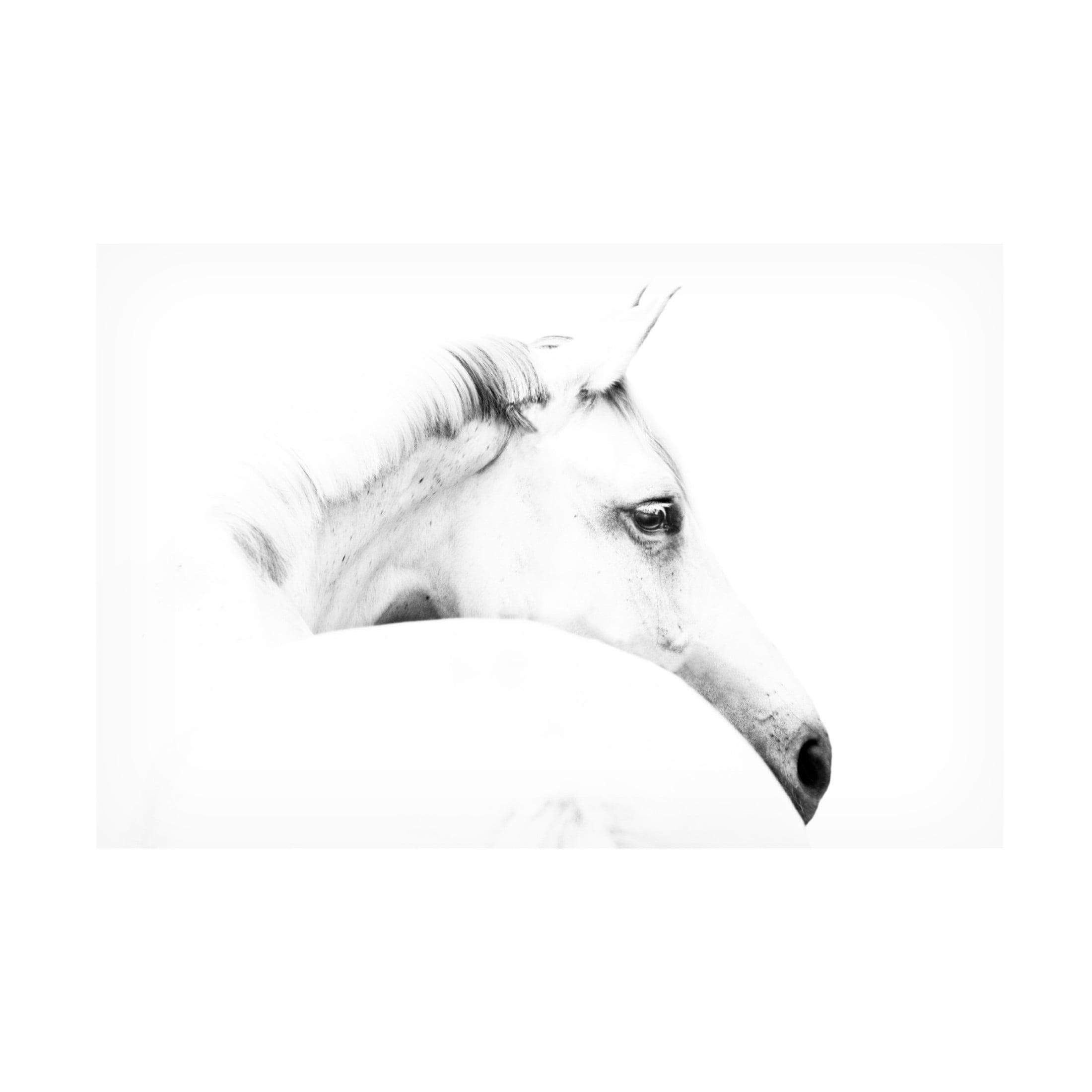 Trademark Fine Art Ulrike Leinemann Horse And Minimalism Canvas Wall Art