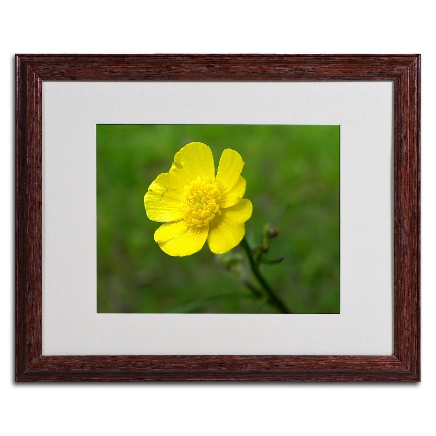 Trademark Fine Art "Unadorned" Canvas Art by Monica Fleet, White Matte, Wood Frame
