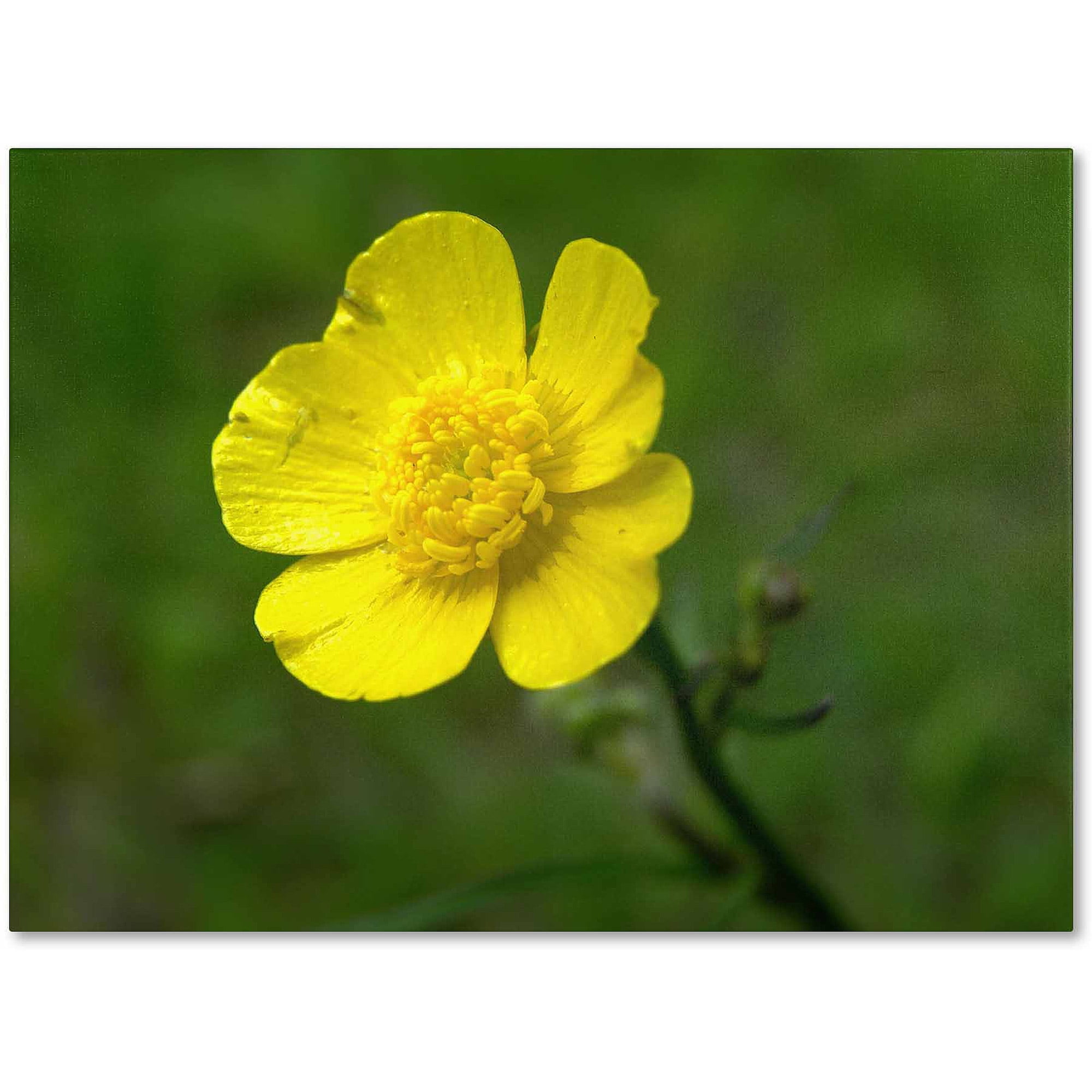 Trademark Fine Art "Unadorned" Canvas Art by Monica Fleet